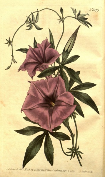 Botanical print by Sydenham Teast Edwards 1768 â€ì 1819, Sydenham Edwards was a natural history