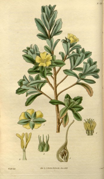 Botanical print by Sir William Jackson Hooker, FRS, 1785 â€ì 1865, English botanical illustrator.