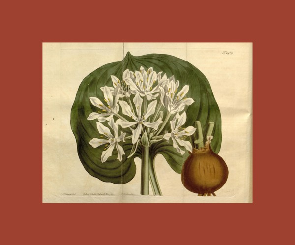 Botanical print by Sydenham Teast Edwards 1768 â€ì 1819, Sydenham Edwards was a natural history