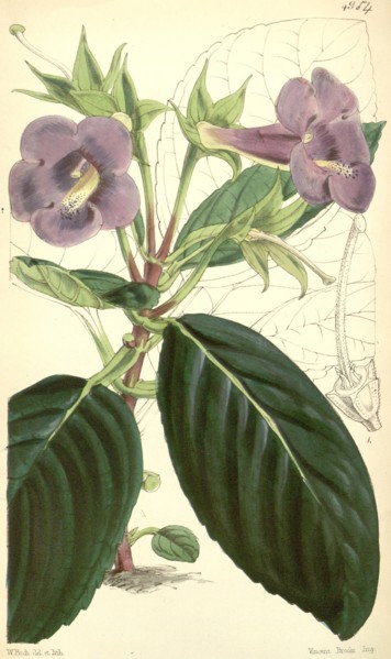 Botanical Print by Walter Hood Fitch 1817 â€ì 1892, W.H. Fitch was an botanical illustrator and