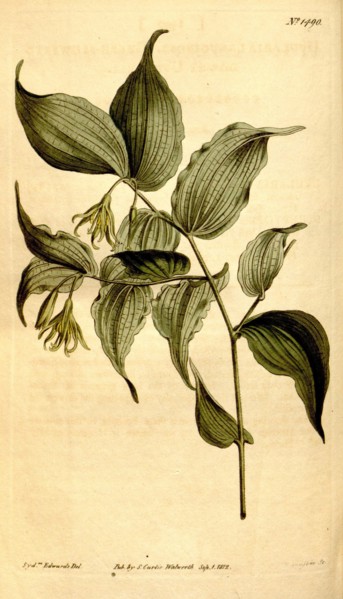 Botanical print by Sydenham Teast Edwards 1768 â€ì 1819, Sydenham Edwards was a natural history