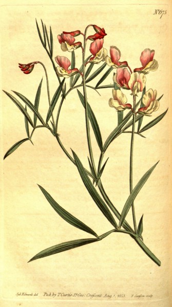 Botanical print by Sydenham Teast Edwards 1768 â€ì 1819, Sydenham Edwards was a natural history