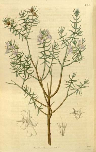 Botanical print or English natural history illustration by Joseph Swan 1796-1872, British Engraver.