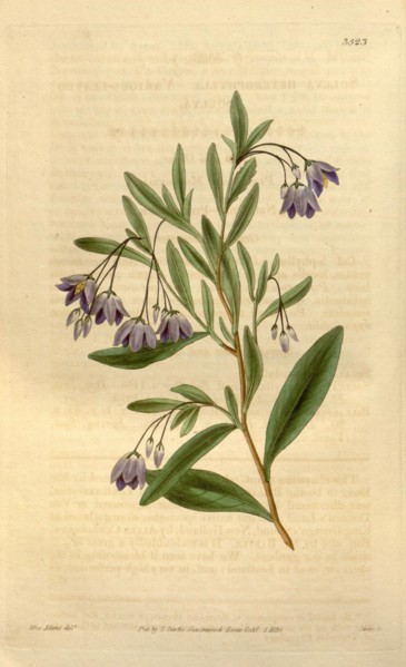 Botanical print or English natural history illustration by Joseph Swan 1796-1872, British Engraver.