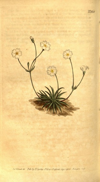 Botanical print by Sydenham Teast Edwards 1768 â€ì 1819, Sydenham Edwards was a natural history