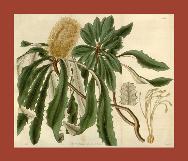 Botanical print or English natural history illustration by Joseph Swan 1796-1872, British Engraver.
