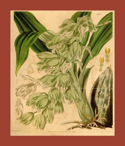 Botanical Print by Walter Hood Fitch 1817 â€ì 1892, W.H. Fitch was an botanical illustrator and