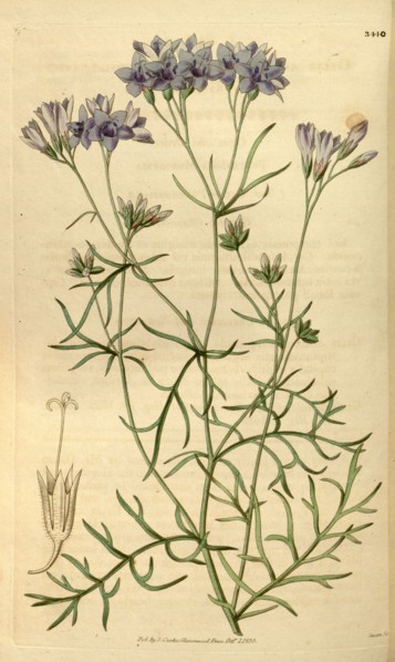 Botanical print or English natural history illustration by Joseph Swan 1796-1872, British Engraver.