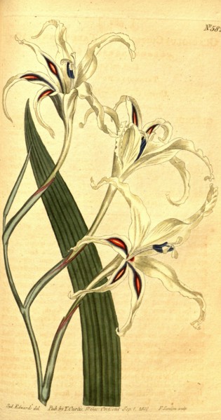 Botanical print by Sydenham Teast Edwards 1768 â€ì 1819, Sydenham Edwards was a natural history