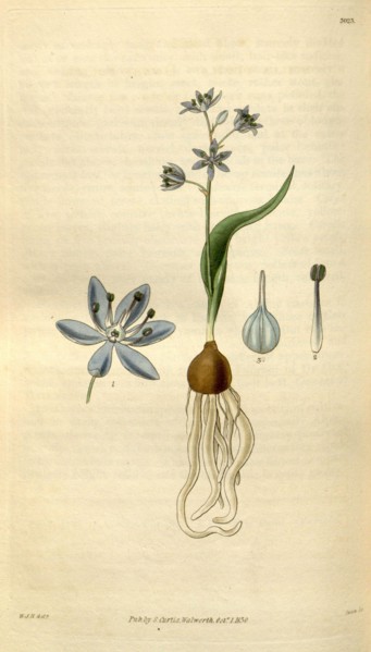 Botanical print by Sir William Jackson Hooker, FRS, 1785 â€ì 1865, English botanical illustrator.