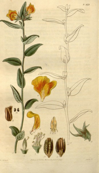 Botanical print by Sir William Jackson Hooker, FRS, 1785 â€ì 1865, English botanical illustrator.