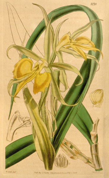 Botanical Print by Walter Hood Fitch 1817 â€ì 1892, W.H. Fitch was an botanical illustrator and
