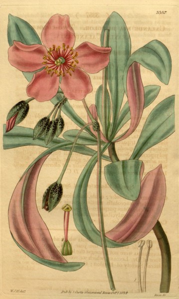Botanical print by Sir William Jackson Hooker, FRS, 1785 â€ì 1865, English botanical illustrator.