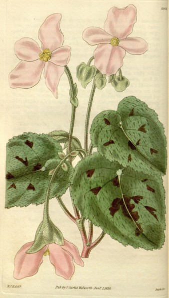 Botanical print by Sir William Jackson Hooker, FRS, 1785 â€ì 1865, English botanical illustrator.
