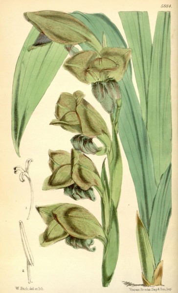 Botanical Print by Walter Hood Fitch 1817 â€ì 1892, W.H. Fitch was an botanical illustrator and