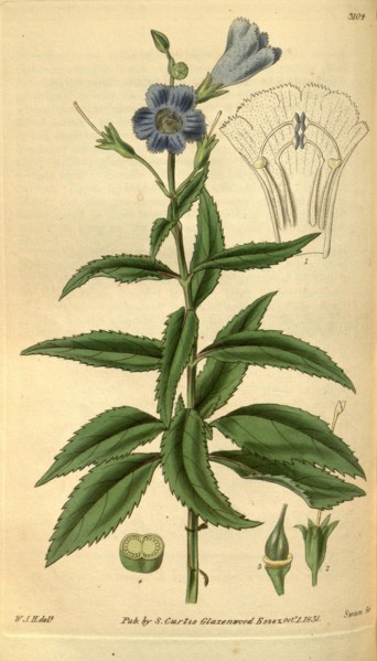 Botanical print by Sir William Jackson Hooker, FRS, 1785 â€ì 1865, English botanical illustrator.