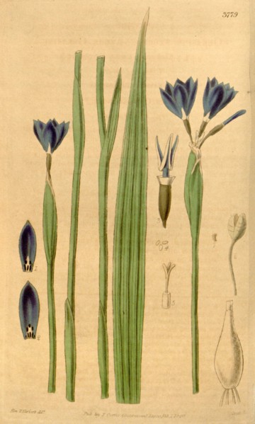 Botanical print or English natural history illustration by Joseph Swan 1796-1872, British Engraver.