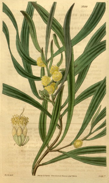 Botanical print by Sir William Jackson Hooker, FRS, 1785 â€ì 1865, English botanical illustrator.