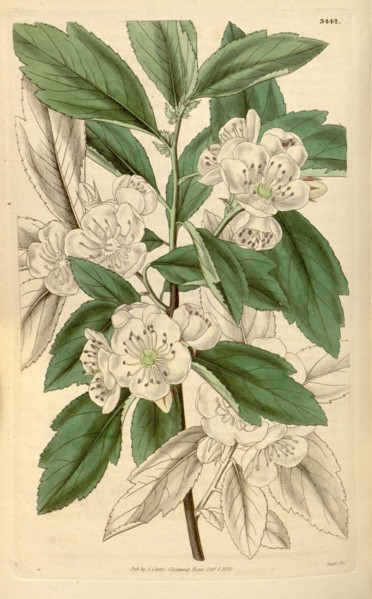 Botanical print or English natural history illustration by Joseph Swan 1796-1872, British Engraver.