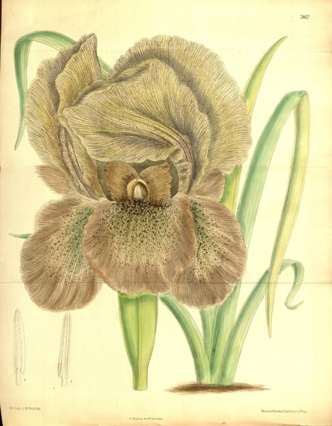 Botanical Print by Walter Hood Fitch 1817 â€ì 1892, W.H. Fitch was an botanical illustrator and