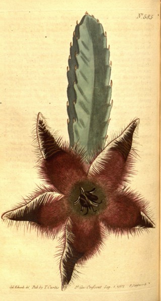 Botanical print by Sydenham Teast Edwards 1768 â€ì 1819, Sydenham Edwards was a natural history