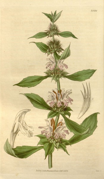 Botanical print or English natural history illustration by Joseph Swan 1796-1872, British Engraver.