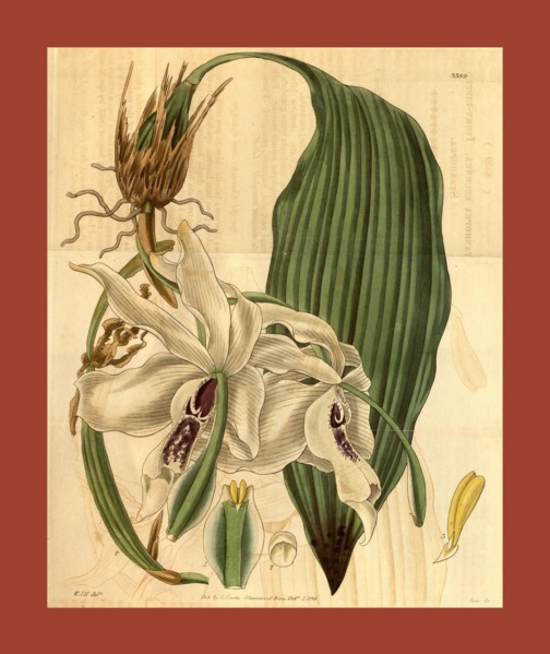 Botanical print by Sir William Jackson Hooker, FRS, 1785 â€ì 1865, English botanical illustrator.