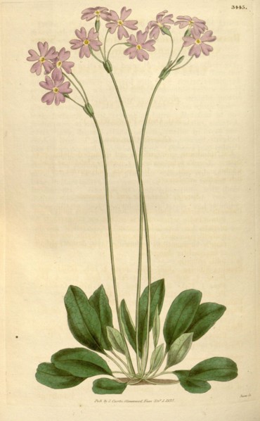 Botanical print or English natural history illustration by Joseph Swan 1796-1872, British Engraver.