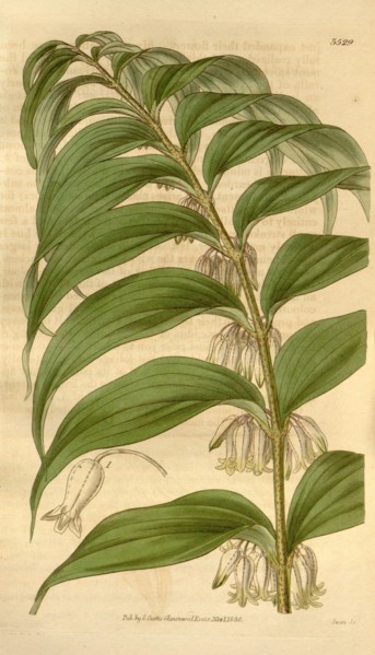 Botanical print or English natural history illustration by Joseph Swan 1796-1872, British Engraver.