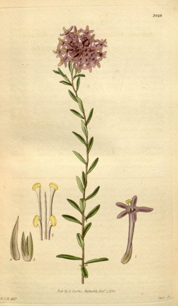 Botanical print by Sir William Jackson Hooker, FRS, 1785 â€ì 1865, English botanical illustrator.