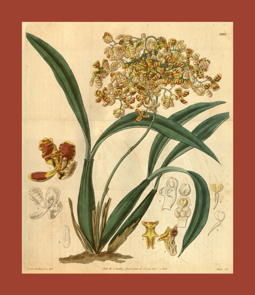 Botanical print or English natural history illustration by Joseph Swan 1796-1872, British Engraver.