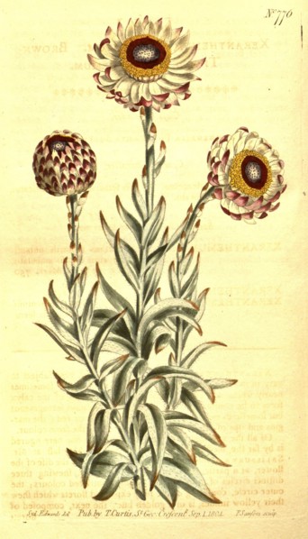 Botanical print by Sydenham Teast Edwards 1768 â€ì 1819, Sydenham Edwards was a natural history