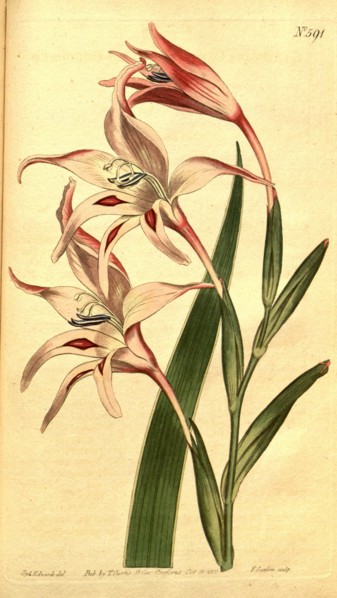 Botanical print by Sydenham Teast Edwards 1768 â€ì 1819, Sydenham Edwards was a natural history