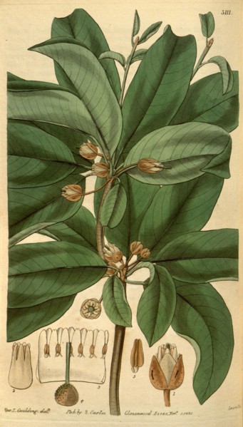 Botanical print or English natural history illustration by Joseph Swan 1796-1872, British Engraver.