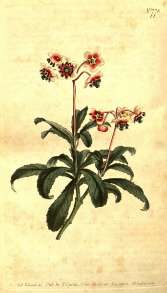 Botanical print by Sydenham Teast Edwards 1768 â€ì 1819, Sydenham Edwards was a natural history