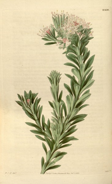 Botanical print by Sir William Jackson Hooker, FRS, 1785 â€ì 1865, English botanical illustrator.