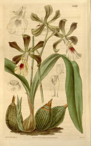 Botanical print or English natural history illustration by Joseph Swan 1796-1872, British Engraver.