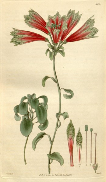 Botanical print by Sir William Jackson Hooker, FRS, 1785 â€ì 1865, English botanical illustrator.