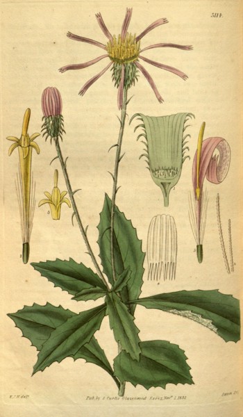 Botanical print by Sir William Jackson Hooker, FRS, 1785 â€ì 1865, English botanical illustrator.