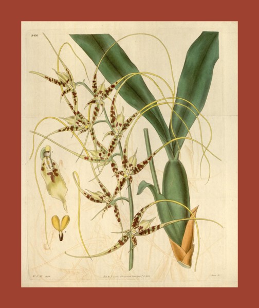 Botanical print by Sir William Jackson Hooker, FRS, 1785 â€ì 1865, English botanical illustrator.