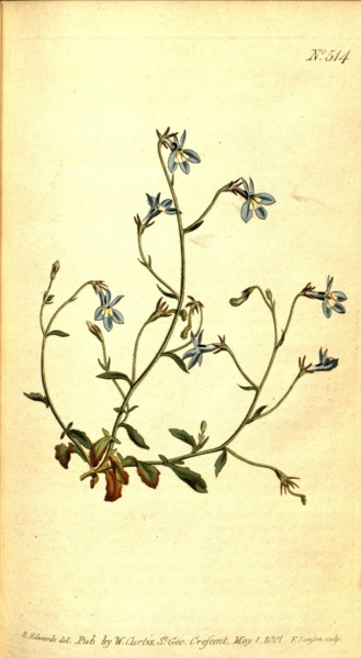 Botanical print by Sydenham Teast Edwards 1768 â€ì 1819, Sydenham Edwards was a natural history