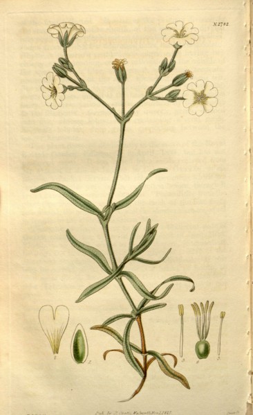 Botanical print or English natural history illustration by Joseph Swan 1796-1872, British Engraver.