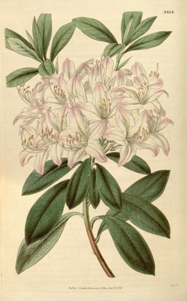 Botanical print or English natural history illustration by Joseph Swan 1796-1872, British Engraver.