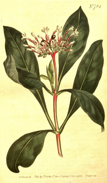Botanical print by Sydenham Teast Edwards 1768 â€ì 1819, Sydenham Edwards was a natural history