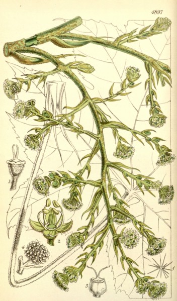 19th century botanical colour print. Botanical illustration. Form, colour, and details of the plant