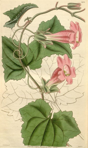 Botanical print by Sir William Jackson Hooker, FRS, 1785 â€ì 1865, English botanical illustrator.