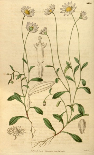 Botanical print or English natural history illustration by Joseph Swan 1796-1872, British Engraver.