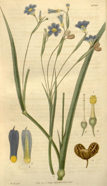 Botanical print by Sir William Jackson Hooker, FRS, 1785 â€ì 1865, English botanical illustrator.