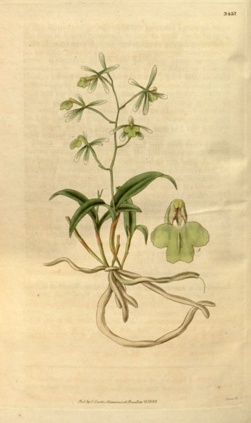 Botanical print or English natural history illustration by Joseph Swan 1796-1872, British Engraver.