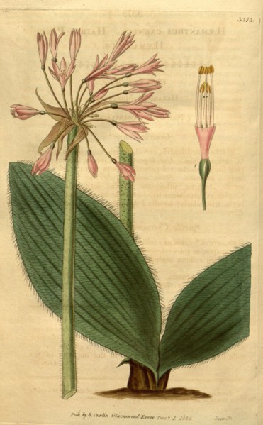 Botanical print or English natural history illustration by Joseph Swan 1796-1872, British Engraver.